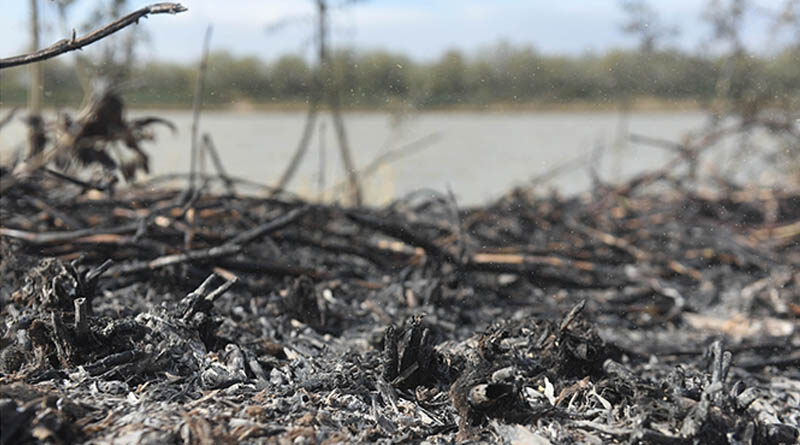Humedales del Paraná