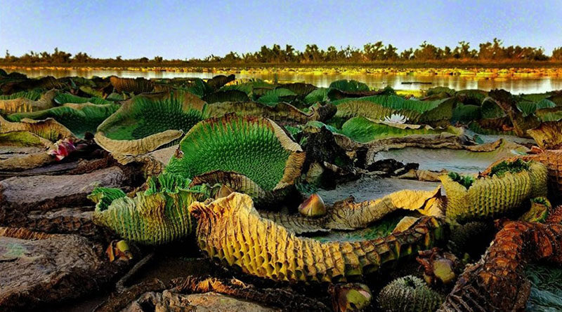 Muestra Ley de Humedales Ya