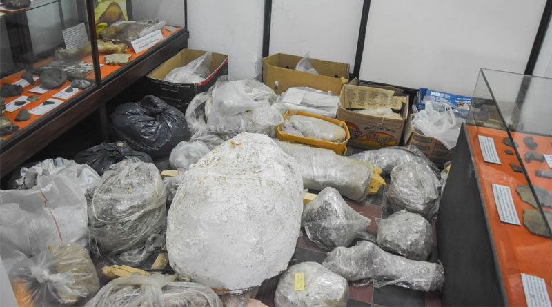 Mastodonte del Saladillo