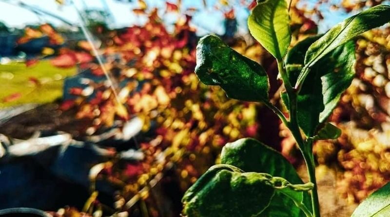 Transición (Rodolfo Gaspar)