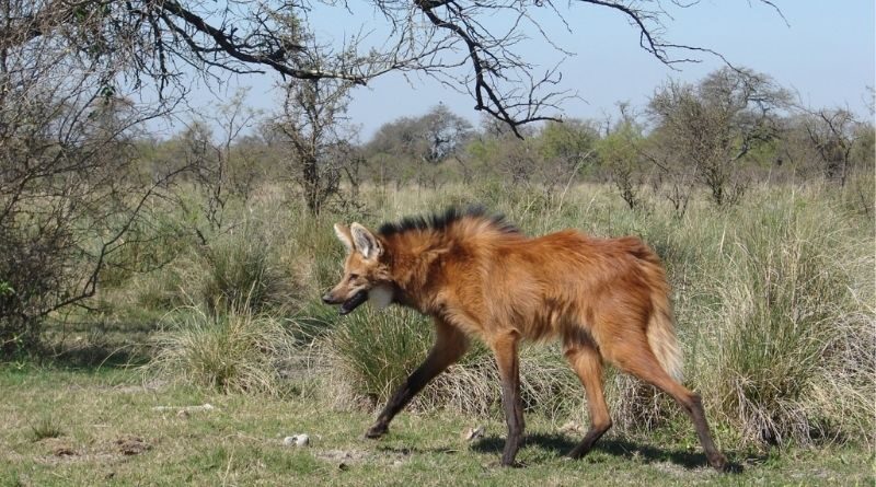 Fauna Silvestre en Los Bajos Submeridionales