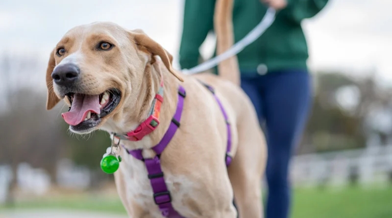 Móvil de Salud Animal